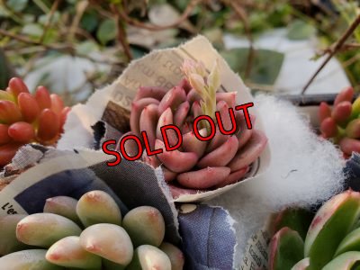 画像7: 韓国苗　Aセット-15P（21-2）