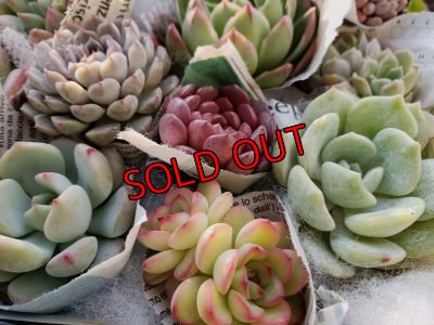 画像6: 韓国苗　Aセット-15P（21-2）