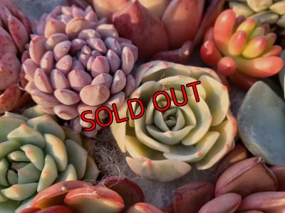 画像12: 韓国苗41種お愉しみセット（21-2）