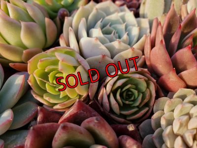 画像11: 韓国苗41種お愉しみセット（21-2）