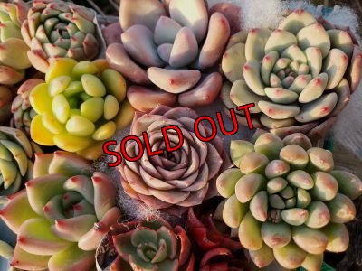 画像10: 韓国苗41種お愉しみセット（21-2）