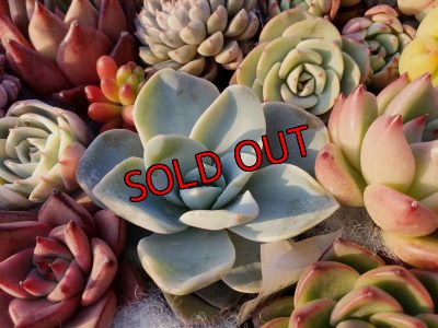 画像8: 韓国苗41種お愉しみセット（21-2）