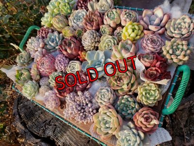 画像2: 韓国苗41種お愉しみセット（21-2）