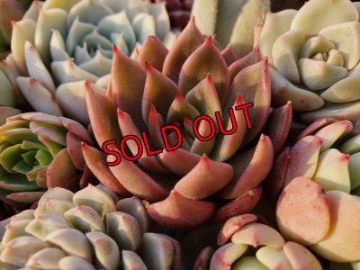 画像7: 韓国苗41種お愉しみセット（21-2）