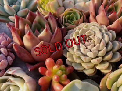 画像6: 韓国苗41種お愉しみセット（21-2）