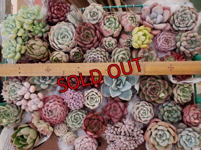 画像5: 韓国苗41種お愉しみセット（21-2）