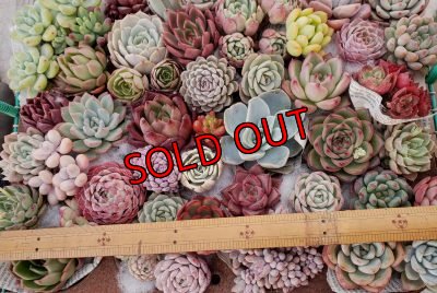 画像4: 韓国苗41種お愉しみセット（21-2）