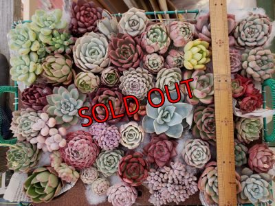 画像3: 韓国苗41種お愉しみセット（21-2）