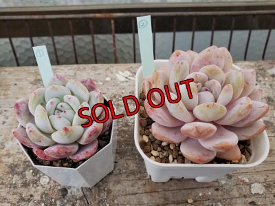 画像7: ピンクモンロー（21-3）