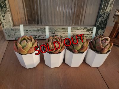 画像2: ジリアン（21-3）