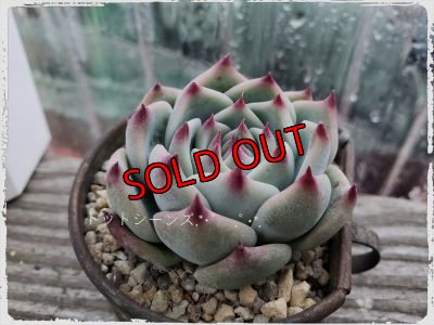 画像2: シモヤマコロラータ（21-3）