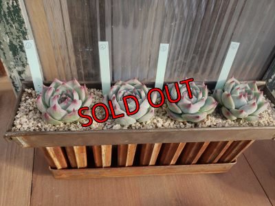 画像3: シモヤマコロラータ（21-3）