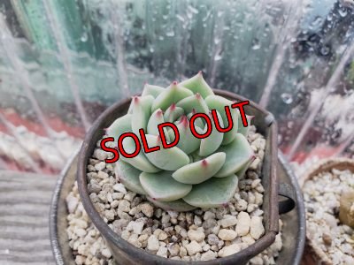 画像5: ブルーマウンテン（21-3）