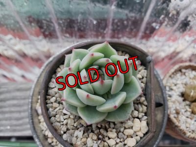 画像4: ブルーマウンテン（21-3）