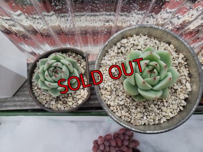 左/ブルーマウンテン、　右/ムーンライト