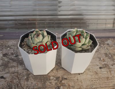 画像3: ブルーマウンテン（21-3）