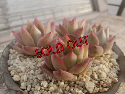 画像3: ピンクの妖精（21-3）