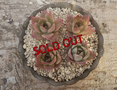 画像4: ピンクの妖精（21-3）