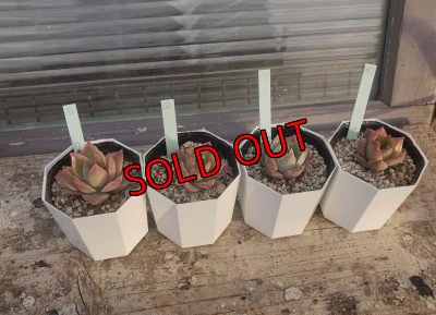 画像2: ピンクの妖精（21-3）