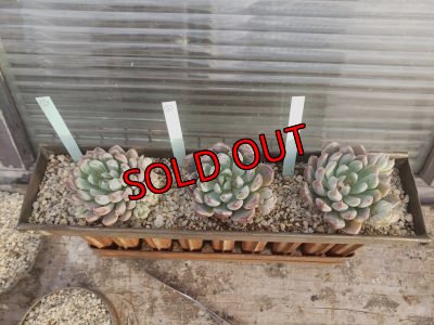 画像2: ホワイトライン（21-3）