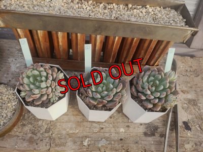 画像4: ホワイトライン（21-3）