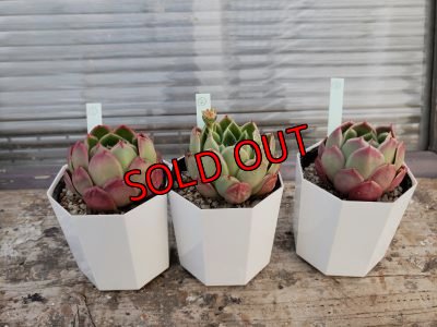 画像2: ロンギシマ✕レモンベリー（21-3）