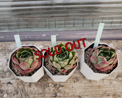 画像3: ロンギシマ✕レモンベリー（21-3）