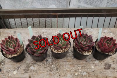 画像2: Rejong（21-3）