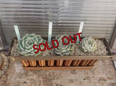 画像2: ハートチョイス（21-3）