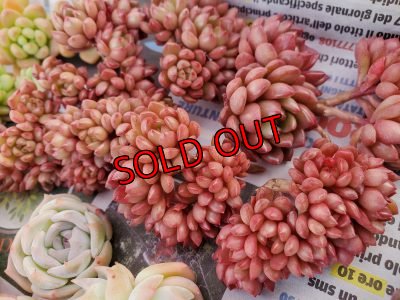 画像3: ピンクルルビー（21-4）