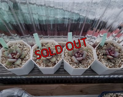 画像2: ドイツシャンペーン（21-4）