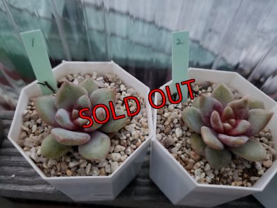 画像3: ドイツシャンペーン（21-4）