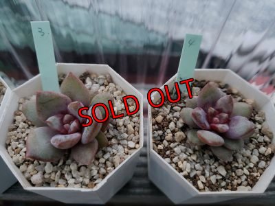 画像4: ドイツシャンペーン（21-4）