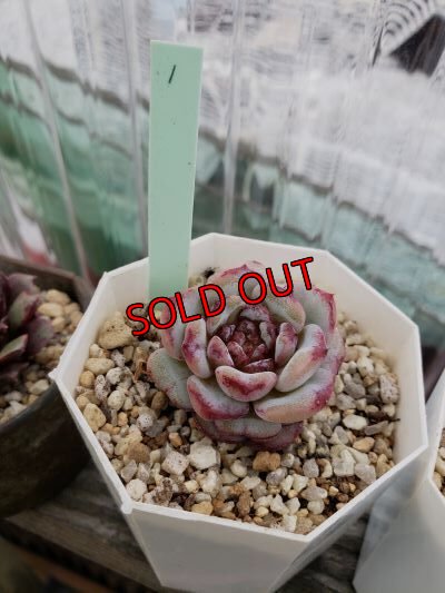 画像4: レッドベルベット（21-4）