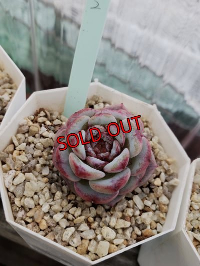 画像5: レッドベルベット（21-4）