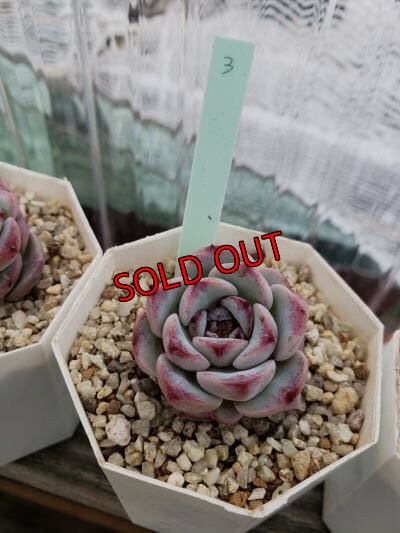 画像6: レッドベルベット（21-4）