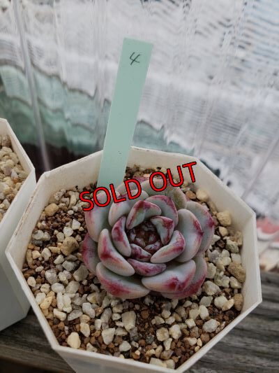 画像7: レッドベルベット（21-4）