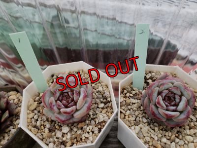 画像2: レッドベルベット（21-4）