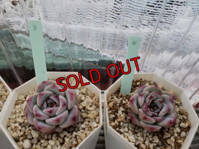 画像3: レッドベルベット（21-4）