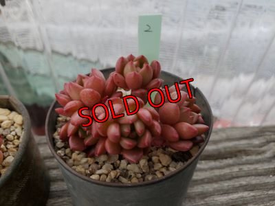 画像5: ピンクルルビー（21-4）