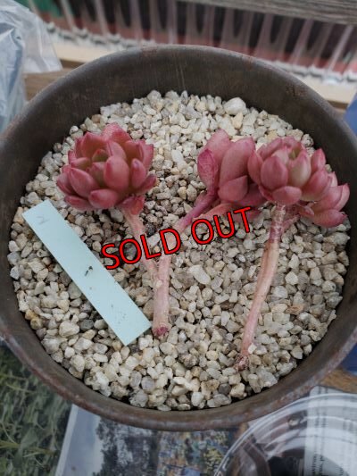 群生してますが　このように外れる場合があります。