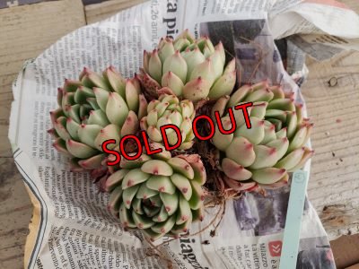 画像6: 【新品種】シエラ✕ギルティー群生株 5H/(4)（21-4）