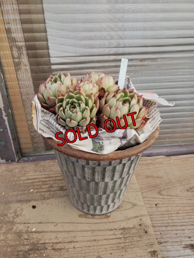 画像3: 【新品種】シエラ✕ギルティー群生株 5H/(4)（21-4）