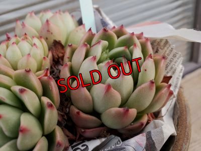 画像2: 【新品種】シエラ✕ギルティー群生株 5H/(4)（21-4）