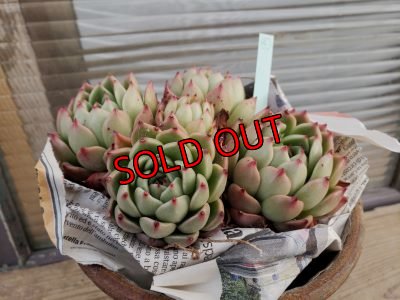 画像4: 【新品種】シエラ✕ギルティー群生株 5H/(4)（21-4）