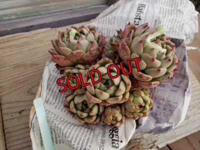 画像7: 【新品種】シエラ✕ギルティー群生株 7H/(5)（21-4）