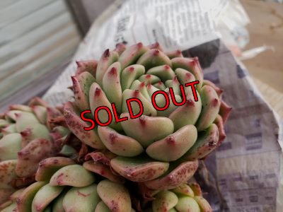 画像6: 【新品種】シエラ✕ギルティー群生株 7H/(5)（21-4）