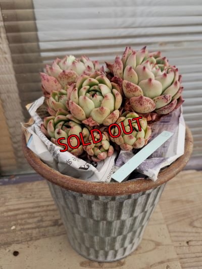 画像3: 【新品種】シエラ✕ギルティー群生株 7H/(5)（21-4）