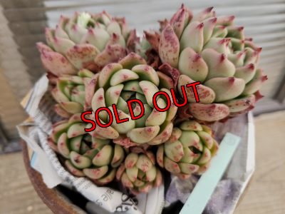 画像5: 【新品種】シエラ✕ギルティー群生株 7H/(5)（21-4）