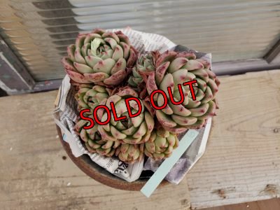 画像4: 【新品種】シエラ✕ギルティー群生株 7H/(5)（21-4）